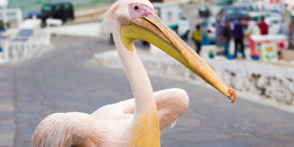 The famous Pelican of Mykonos